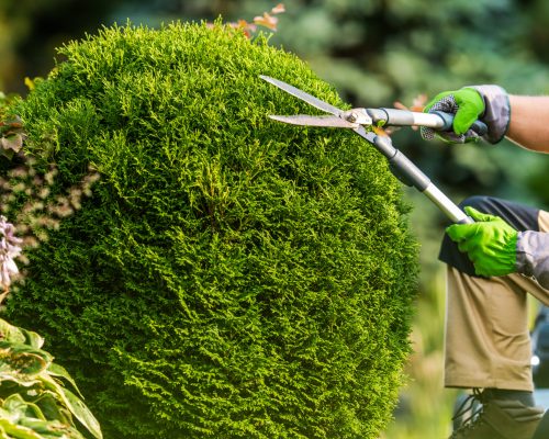 Caucasian Gardener and Backyard Garden Trees Trimming Job Using Large Scissors.
