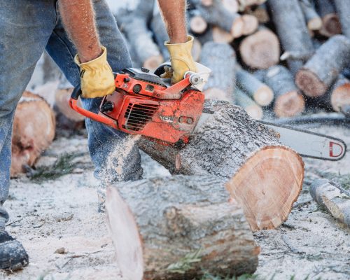 cut-cutting-trim-trimming-tree-trees-chainsaw-back-2021-08-30-01-00-55-utc