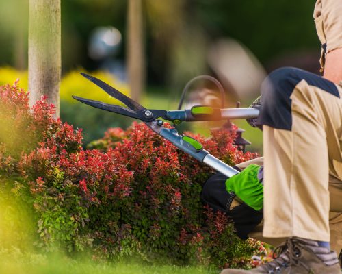 Caucasian Professional Gardener with Large Garden Scissors Trimming Plants and Trees in a Garden During Fall Season. Gardening Theme.