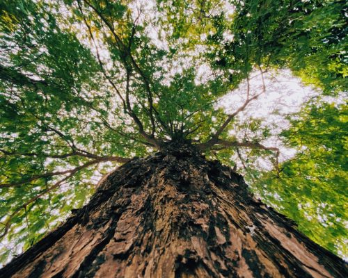 the-tree-2021-11-08-17-47-09-utc (1)