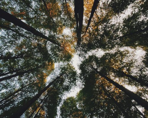 trees-2021-10-08-19-28-11-utc