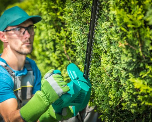 Trimming Green Tree Wall by Professional Caucasian Gardener in his 30s.